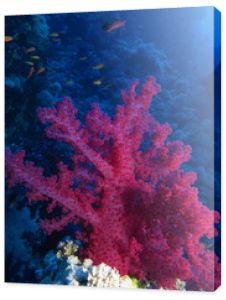 Czerwony miękki koral w Habili Ali, rafy św. Jana, Morze Czerwone, Egipt