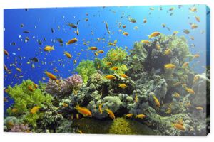 .Tropikalna ryba na żywej rafie koralowej
