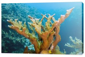 Elkhorn koralowych, acropora palmata