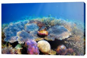 podwodne rafa koralowa
