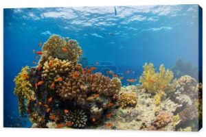 Piękna rafa koralowa z sealife