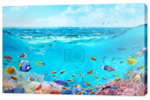 Kolorowe ryby tropikalne w wodach przybrzeżnych. Zwierzęta podwodnego świata morskiego. Życie na rafie koralowej. Ekosystem.