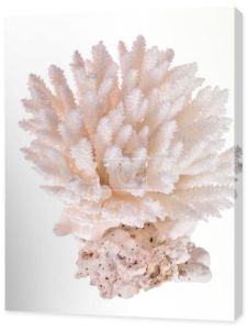 Koral biały na białym tle