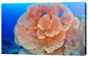 koral Hickson jest wentylator
