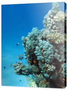 rafa koralowa z twardych koralowców