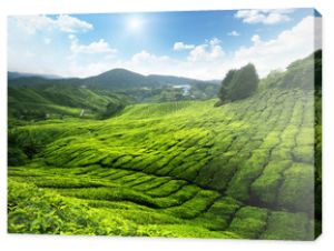 Plantacja herbaty Cameron Highlands, Malezja