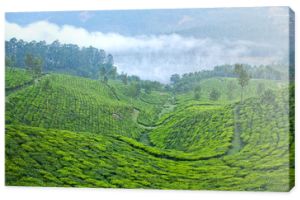 Plantacje herbaty w Munnar, Kerala, w południowych Indiach