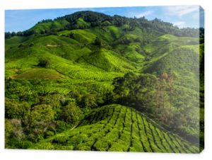 Plantacja herbaty na górze w Cameron Highlands, Malezja