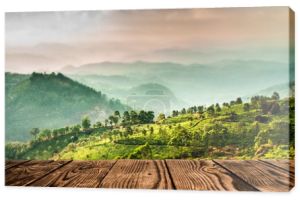 Plantacje herbaty w Indiach (tilt shift obiektywu)