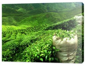 Zielona herbata plantation