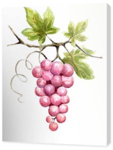 Ilustracja -- winorośli