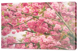Sakura kwitnące kwiaty