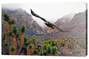 Orzeł przedni (Aquila chrysaetos) szybujący w pobliżu pokrytych mgłą gór na pustyni Mojave