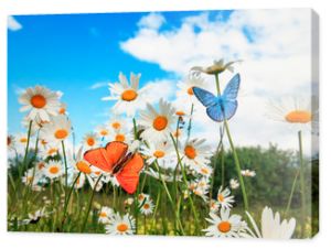 różne piękne motyle latające nad łąką na jasnych białych kwiatach stokrotki w słoneczny letni dzień i pić nektar