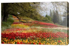 Tulpen im Park