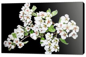 Chaenomeles speciosa flower. White blooming flower isolated on black. Studio plant background.