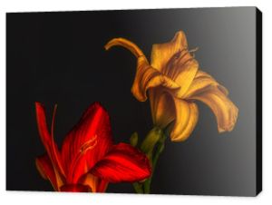 para czerwonych złotych kwiatów liliowca makro, czarne tło, szczegółowa tekstura, styl vintage kolorowe malowanie