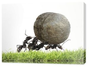 zespół mrówki toczy kamień pod górę