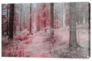 Las w podczerwonej mgle. Różowy