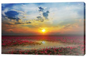 Udon Thani, zdjęcie pięknego pola kwiatu lotosu w czerwonym lotosie Panorama View o wschodzie słońca