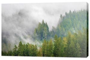 Chmury lasów deszczowych w północno-zachodnim Pacyfiku. Chmury spadające kaskadami nad leśnym krajobrazem w piękny jesienny dzień w stanie Waszyngton.