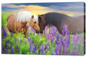 Palomino i gniady koń z długą grzywą w kwiatach łubinu o zachodzie słońca