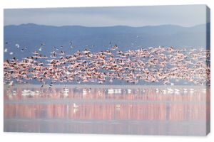 Stado różowych flamingów z jeziora Manyara w Tanzanii