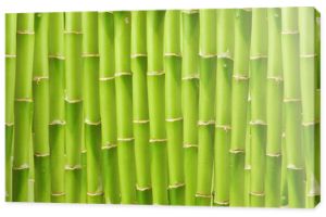 piękne zielone bambusowe tło