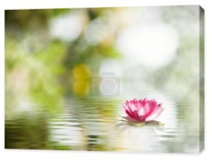 Kwiat lotosu piękne na wodzie w zbliżeniu park.