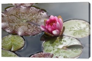Piękny różowy lilia wodna lub kwiat lotosu.