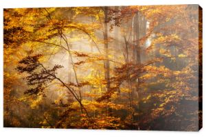 Piękny jesienny krajobraz lasu