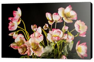 Romantyczne różowe kwiaty z bliska na białym tle na czarnym tle, zdjęcie do efektu malarstwa olejnego
