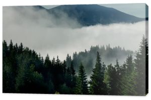 drzewa iglaste we mgle na wyżynach. Zdjęcie w stylu vintage.