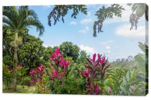 Piękny ogród w tropikalnym lesie deszczowym