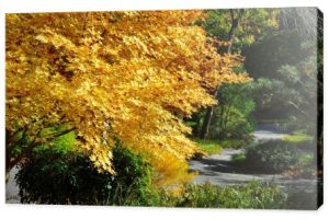 Japoński klon Acer z żółtymi liśćmi obok ścieżki ogrodu wczesną jesienią, początek sezonu jesiennego