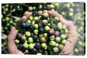 zbieranie oliwek w Hiszpanii