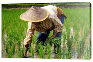 Pracownik ryżu, sadzenie ryżu na polu ryżowym