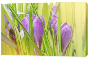 Close-up makro piękne fioletowe bujne żywe krokusy, wiosenne kwiaty na nieostrość niewyraźne stonowanych jasnym zielonym tle kwiatów. Delikatna wiosenna romantyczna pocztówka artystyczna z obrazem tapety na pulpit.