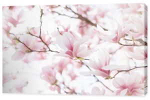 Zbliżenie kwiatów magnolii z rozmytym tłem i ciepłym słońcem
