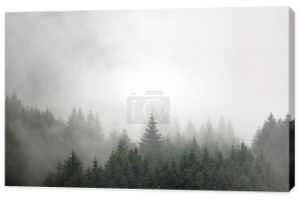 Las sosnowy w dolinie rano jest bardzo mglisty, atmosfera wygląda strasznie. Ciemny dźwięk i vintage obrazu.