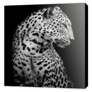 czarno-biała strona Leoparda