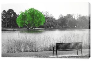 Zielone drzewo w czarno-białej scenie krajobrazowej z pustą ławką w parku z widokiem na wodę