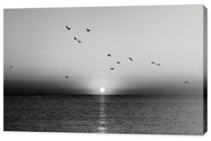 Jesień Seascape o świcie w czerni i bieli. Stado mew latające nad morzem. Sylwetka ptaków w locie. Wschodzące słońce nad horyzontem.
