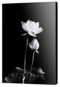 Kwiat lotosu kwitnący w czerni i bieli.