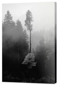 Pionowe ujęcie w skali szarości wysokich drzew w mglistym lesie