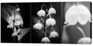 Piękne czarno-białe kwiaty lilii