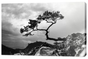Sosna, najsłynniejsze drzewo w Pieninach, Polska, zdjęcie czarno-białe