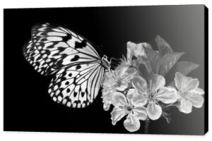 Jasny tropikalny motyl na białych jabłkach odizolowanych na czarno. Motyl ryżowy. Duża nimfa drzewna. Biała nimfa motyl. Czerń i biel.