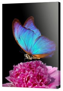 niebieski motyl morpho na kwiat piwonii. zbliżenie. różowa piwonia i motyl na czarnym tle