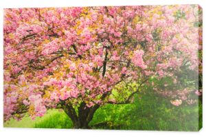 Kwitnąca japońska wiśnia, stonowany obraz